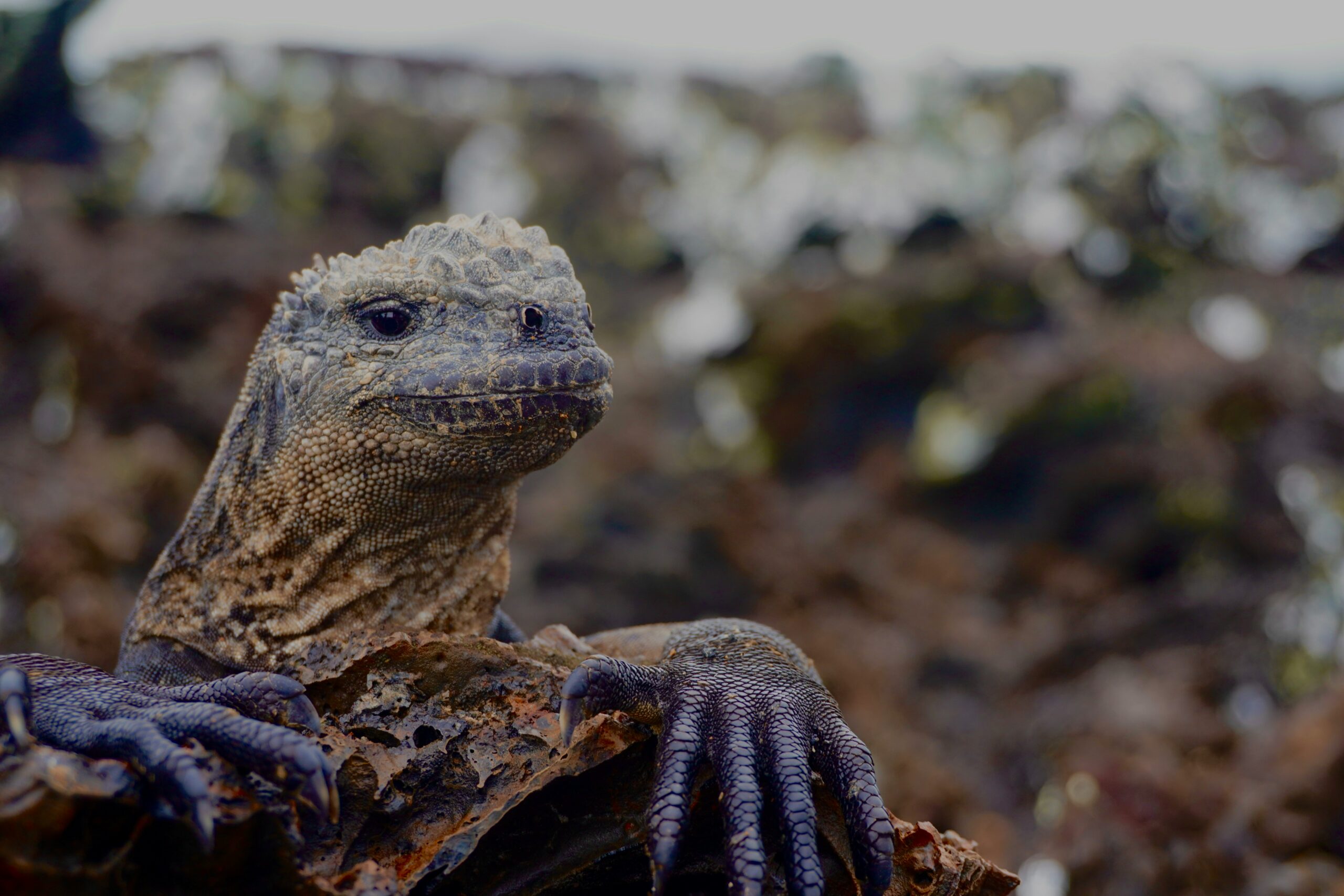 Ecuador Galapagos Trek_Highlight 2_azzedine-rouichi-LzJ3DUTchs4-unsplash