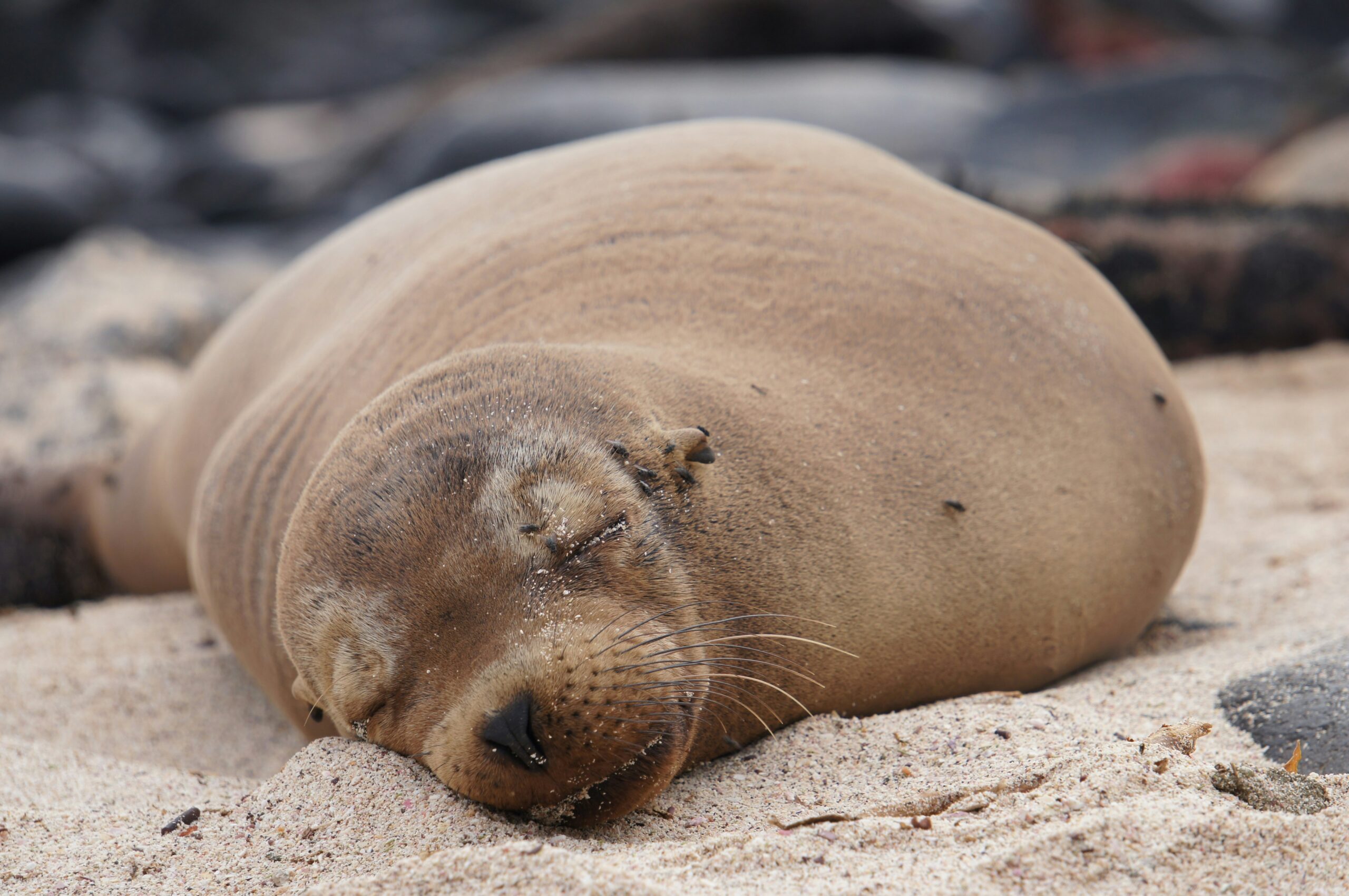 Ecuador Galapagos Trek_Highlight 3_mackenzie-cruz-dI4Bd2BZl-U-unsplash