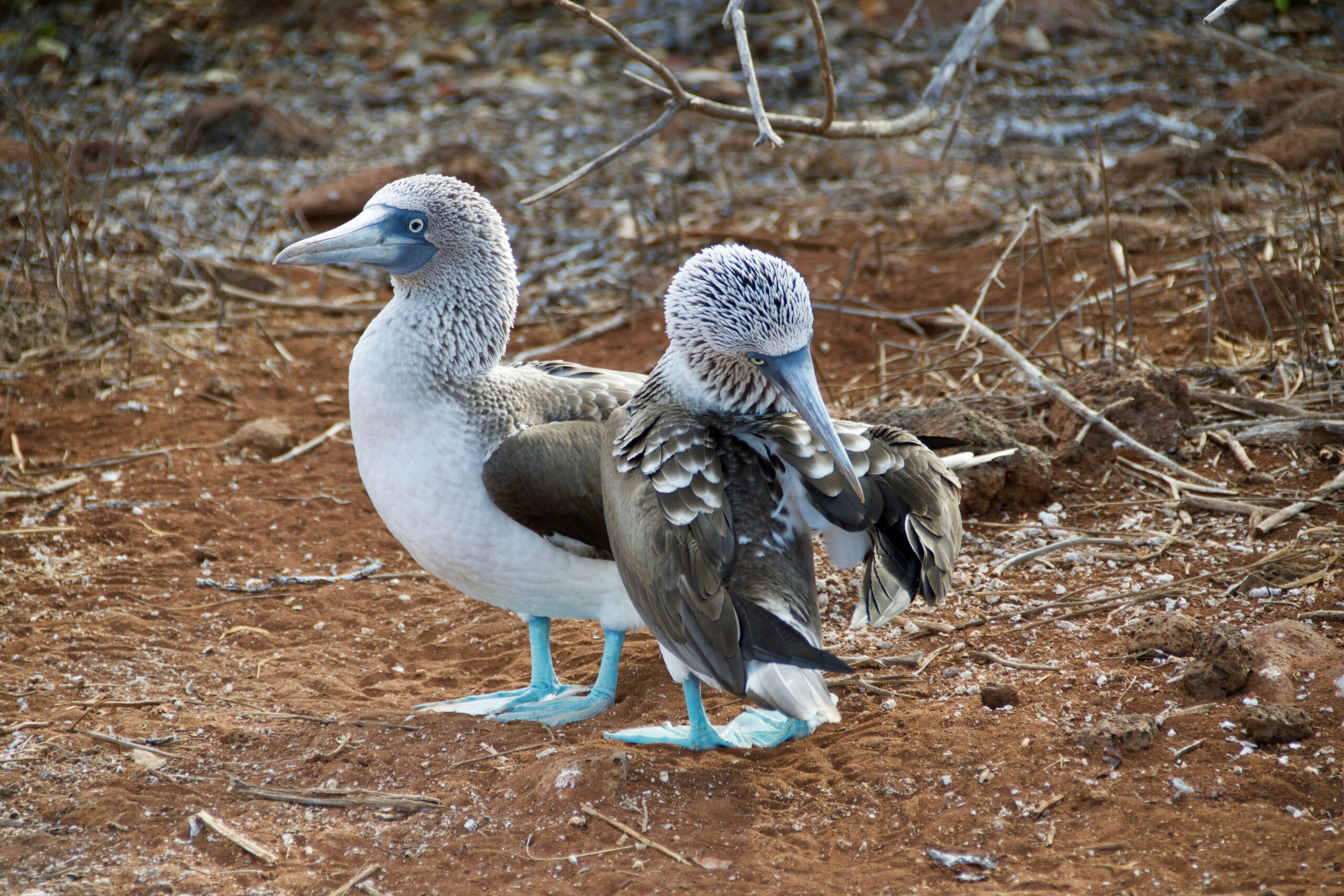 Ecuador Galapagos Trek_Highlight 4_andy-brunner-VrHA48aTsUQ-unsplash